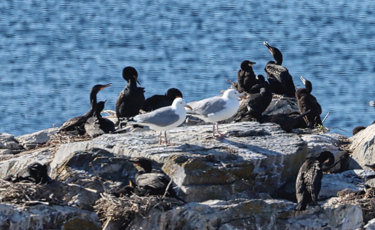 Herring Gull - Douglas Hall