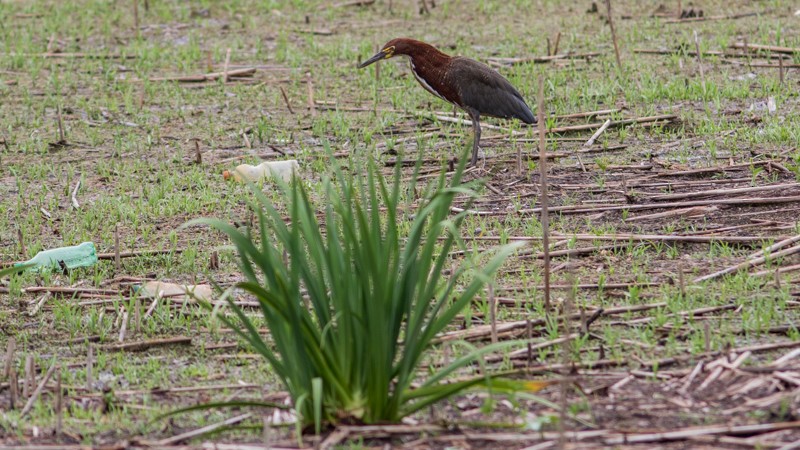 Rufescent Tiger-Heron - ML46712841