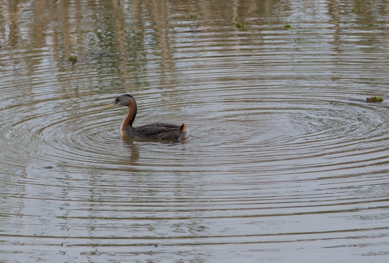 Great Grebe - ML46712891