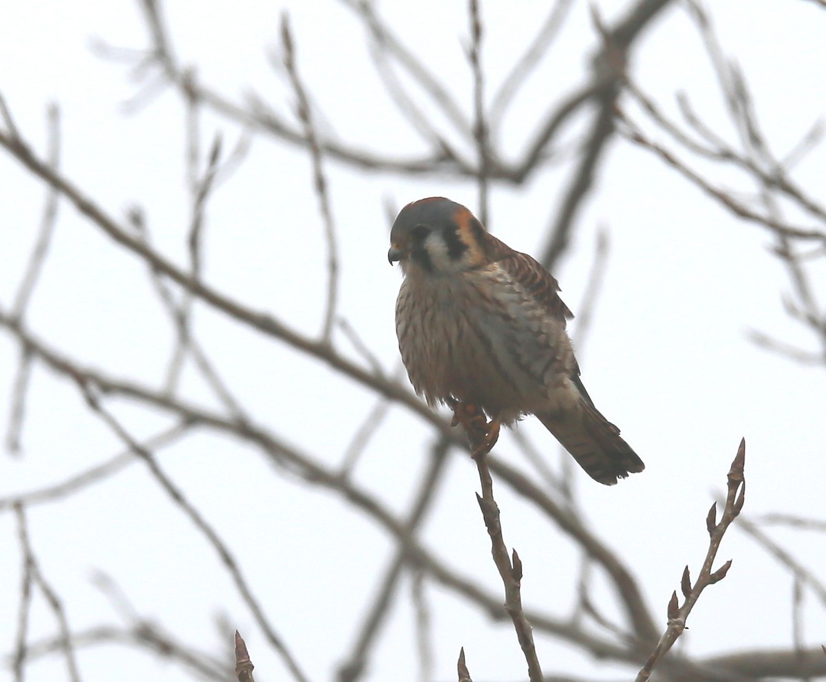 American Kestrel - ML46712991