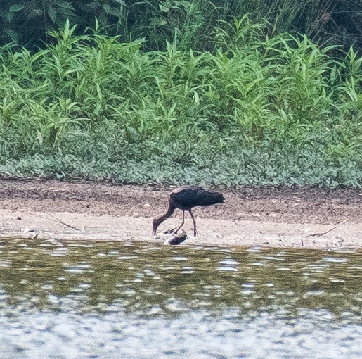 Glossy Ibis - ML467131011