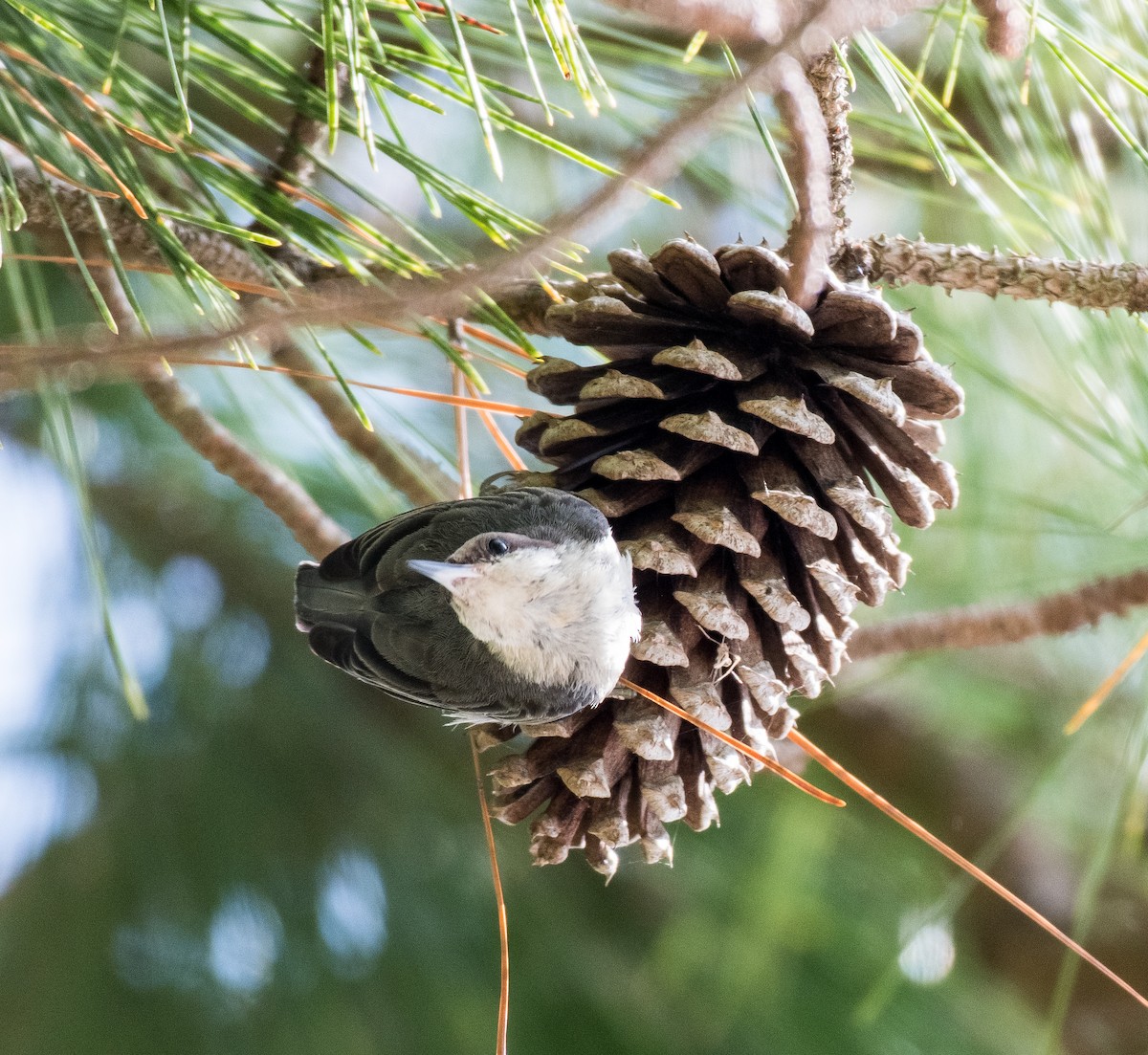 Brown-headed Nuthatch - ML467131091