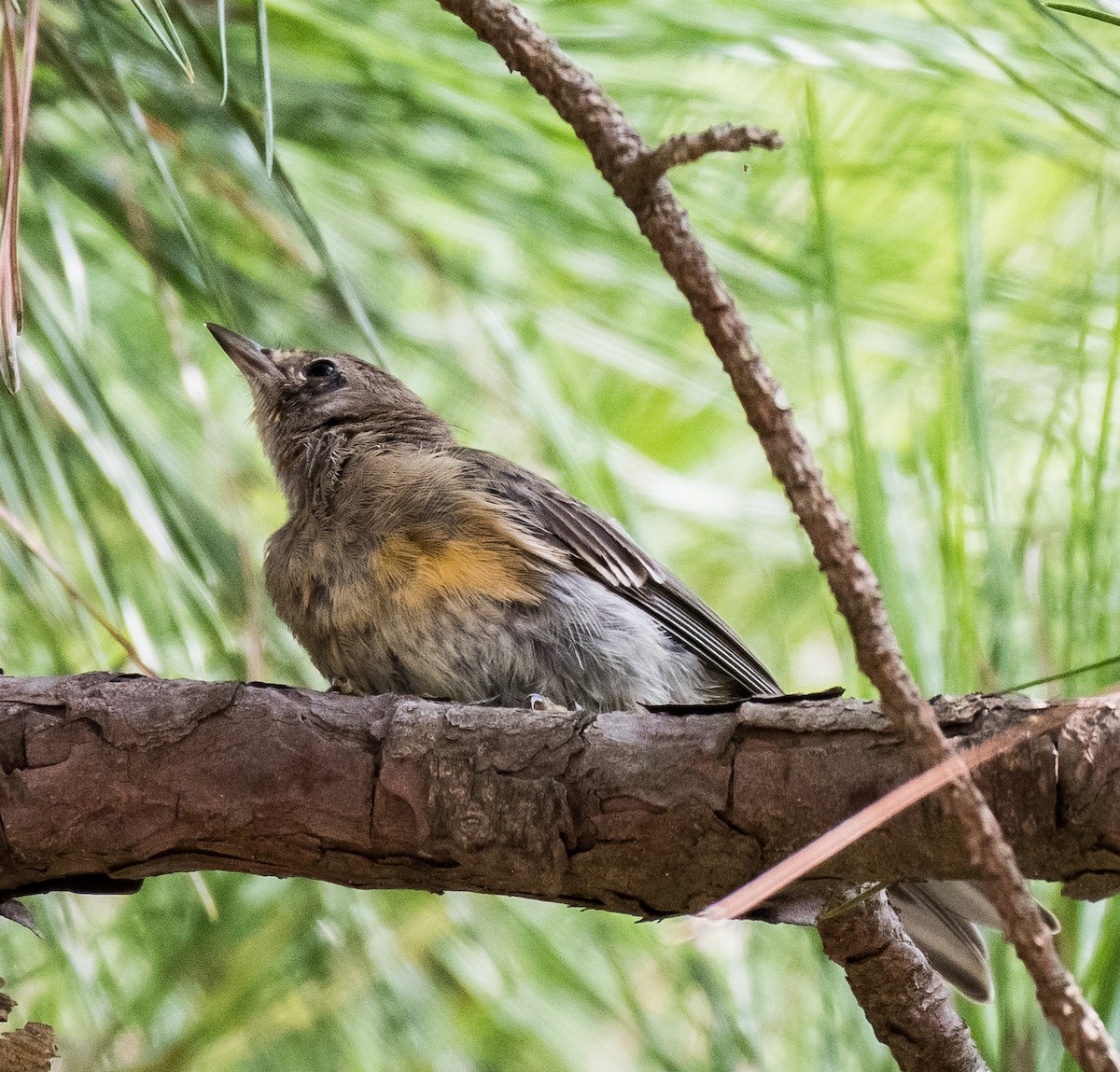 Pine Warbler - ML467131121