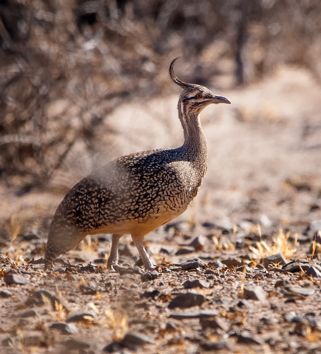 Elegant Crested-Tinamou - Graciela  Neira