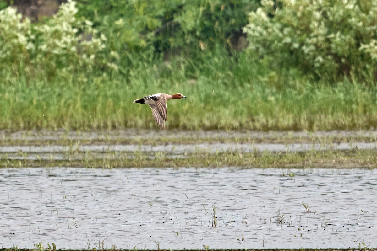 Eurasian Wigeon - ML467131931