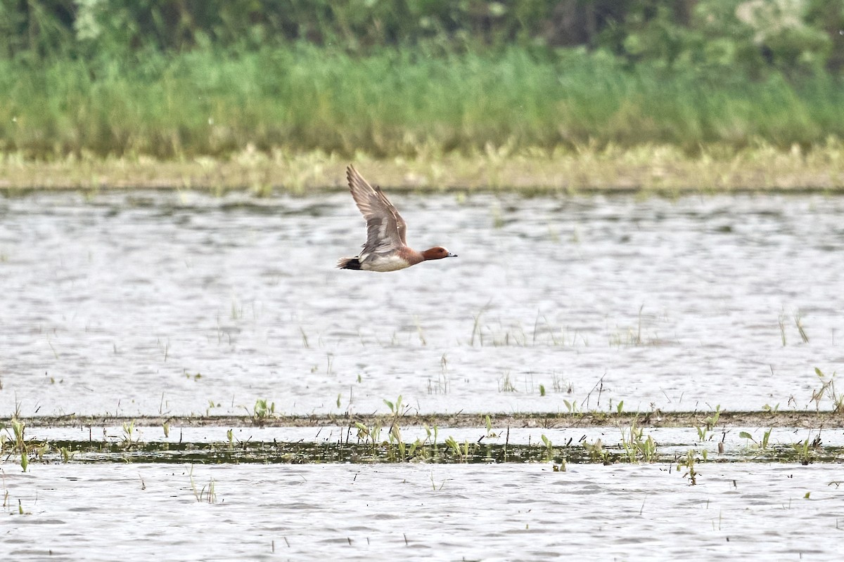 Eurasian Wigeon - Patrice St-Pierre