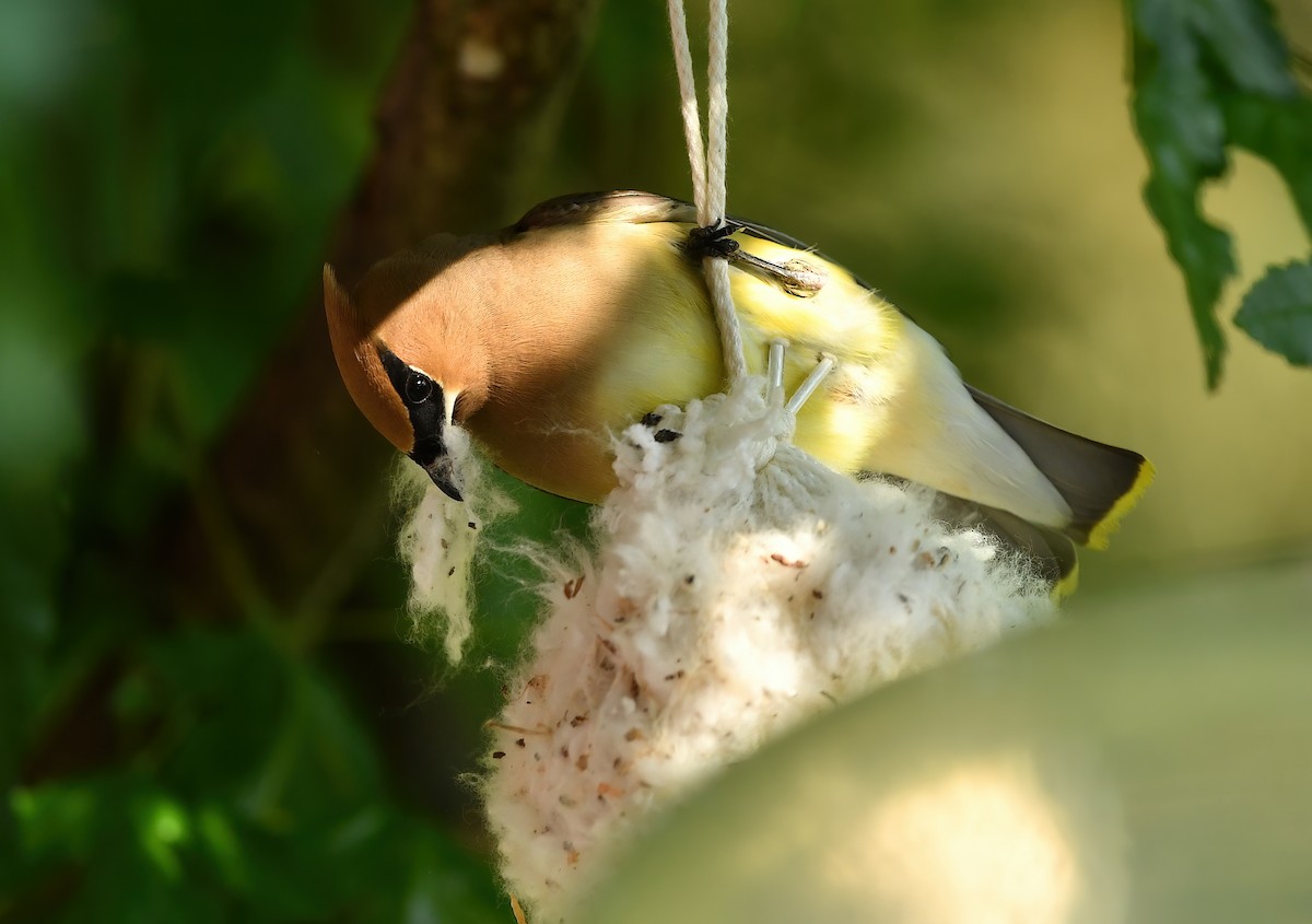 Cedar Waxwing - ML467132771