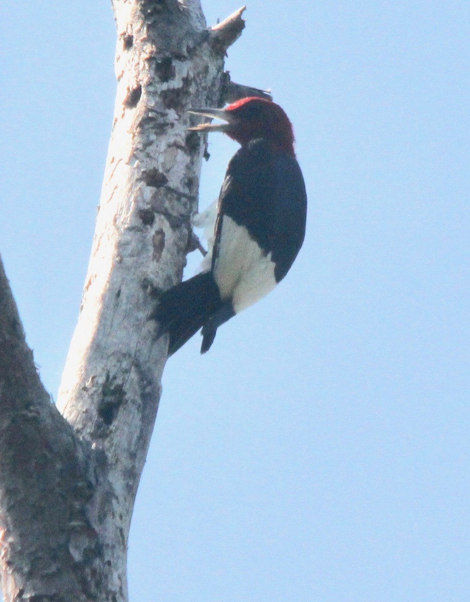 Red-headed Woodpecker - ML467134511