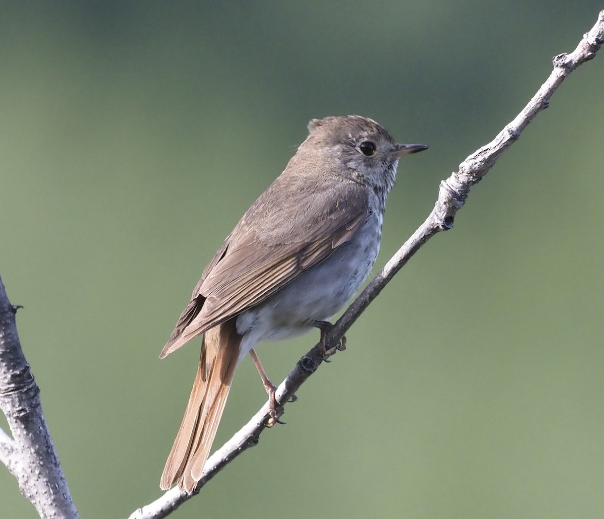 Hermit Thrush - ML467136701