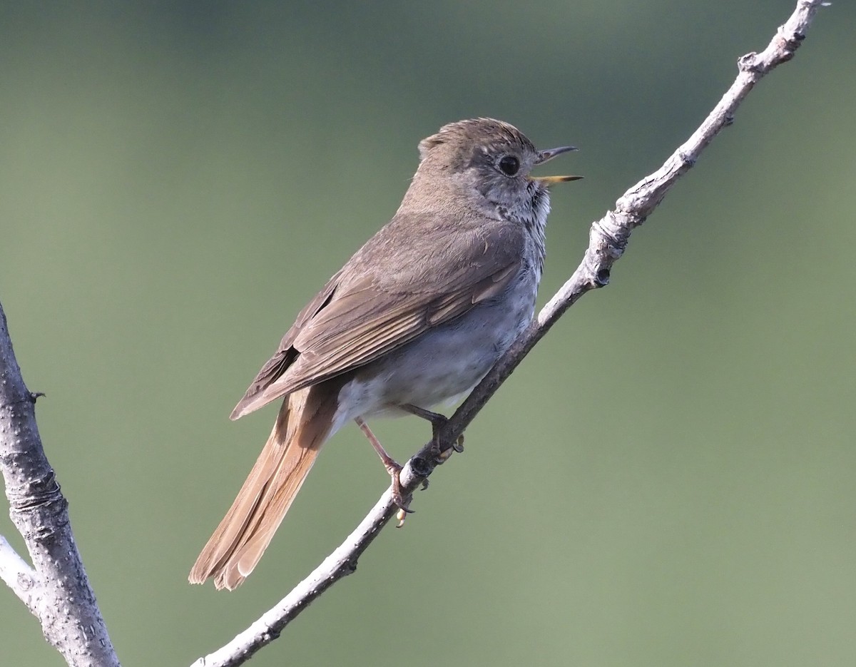 Hermit Thrush - ML467136711