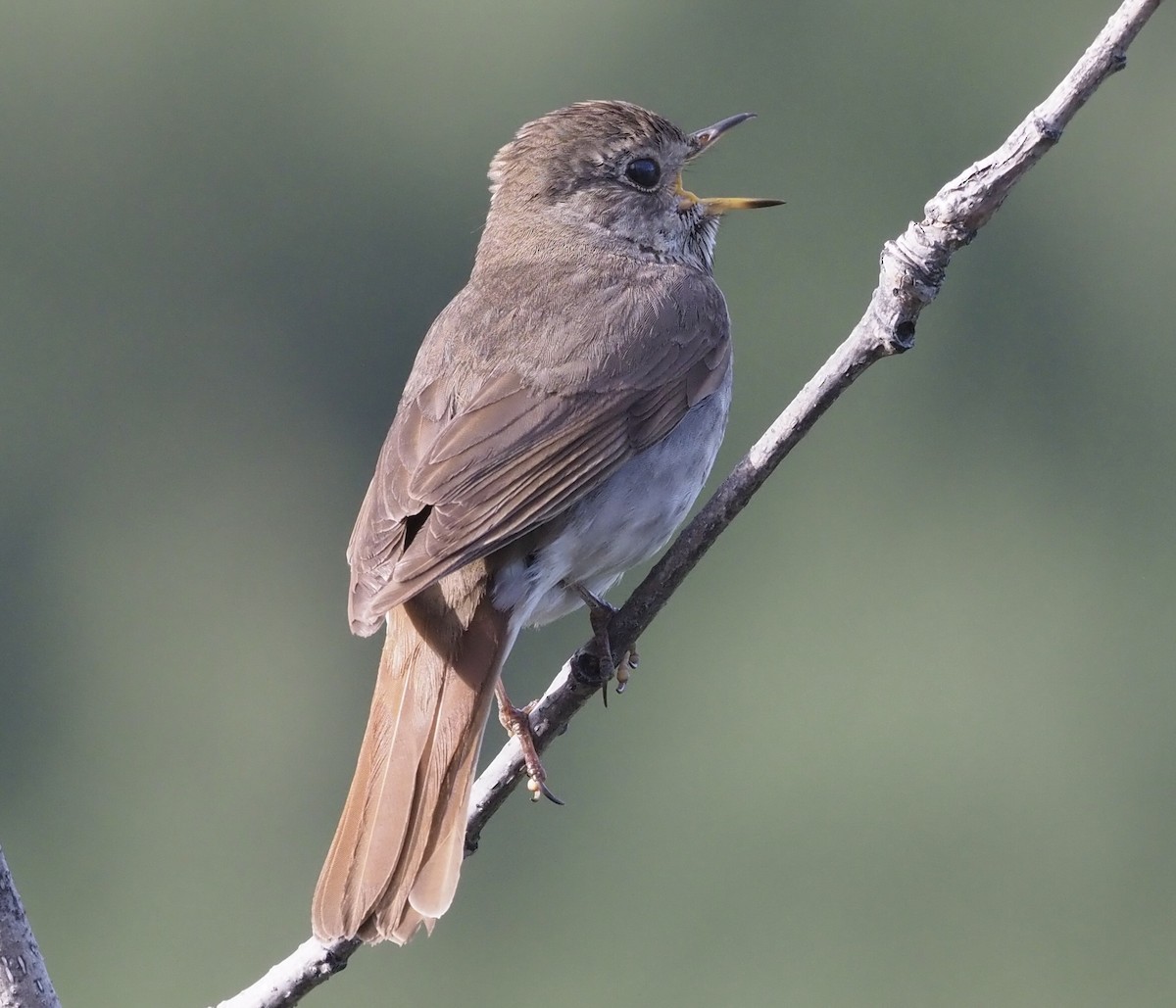 Hermit Thrush - ML467136831