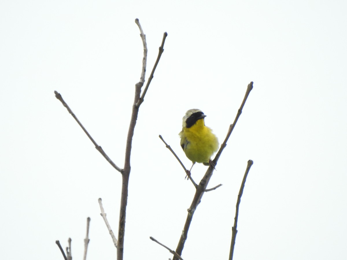 Common Yellowthroat - ML467136921