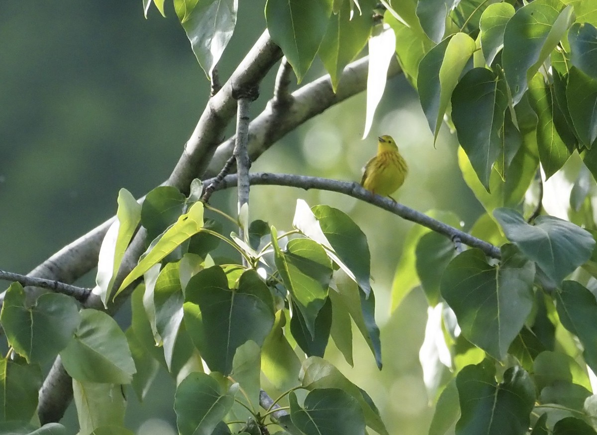 Yellow Warbler - ML467136961