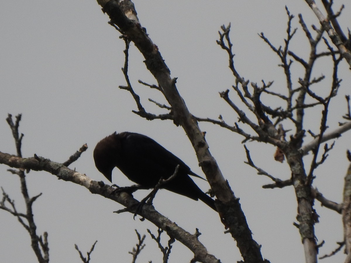 Brown-headed Cowbird - ML467137011