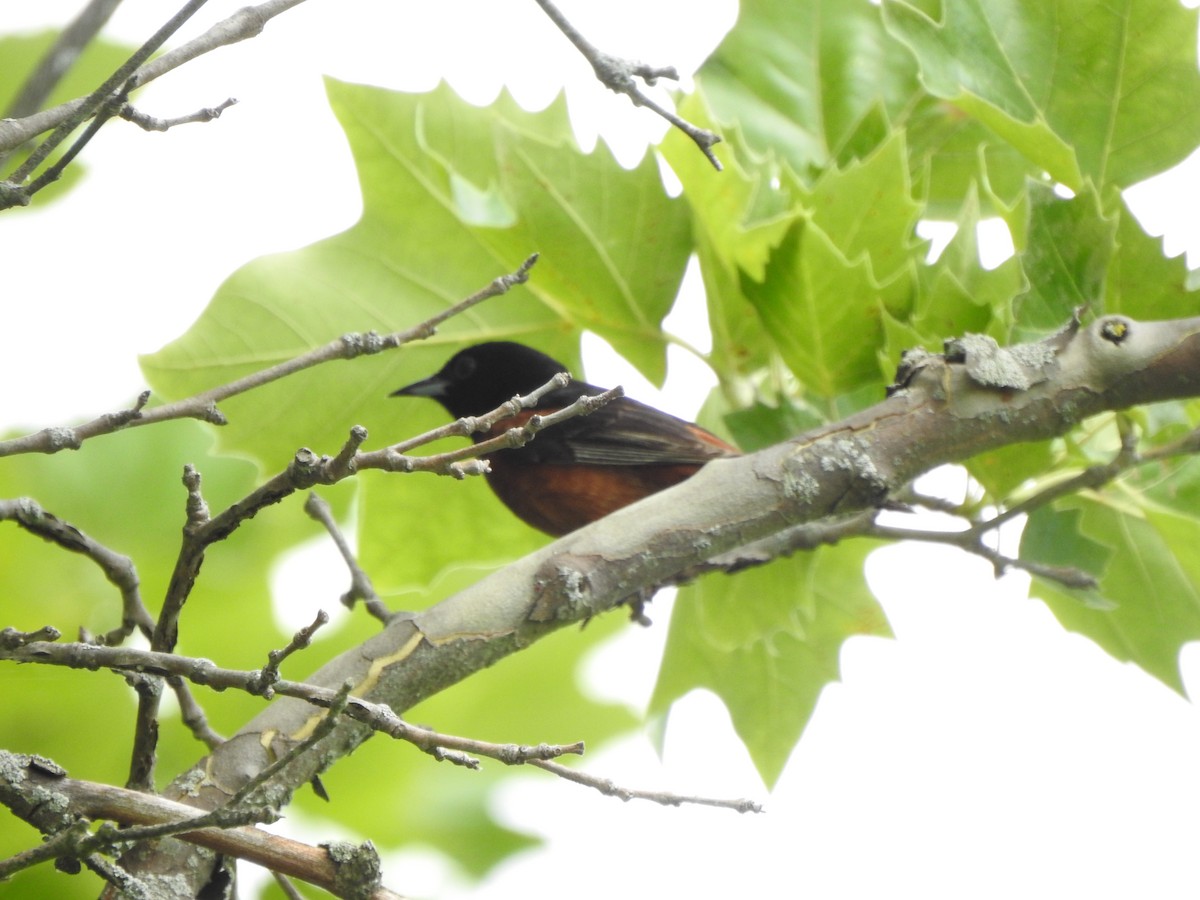Orchard Oriole - ML467137211