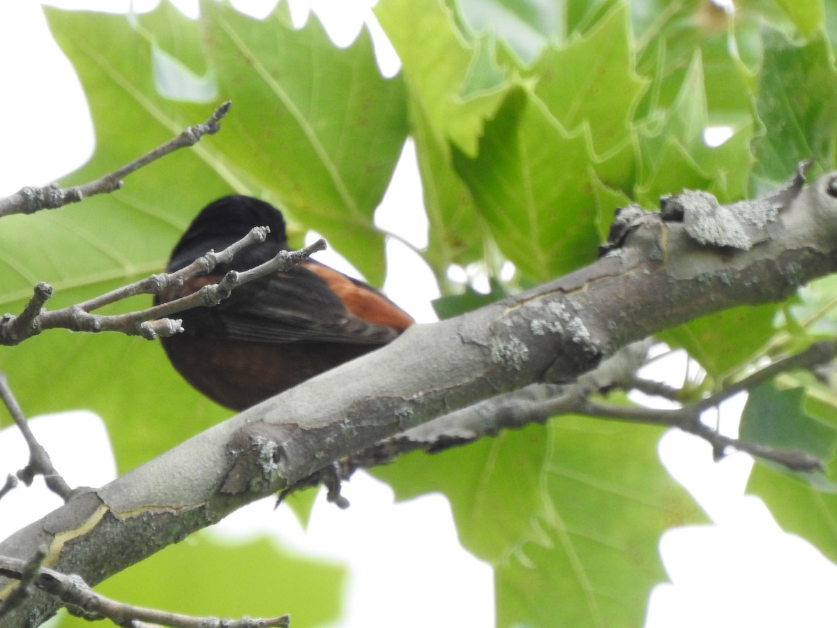 Orchard Oriole - ML467137221
