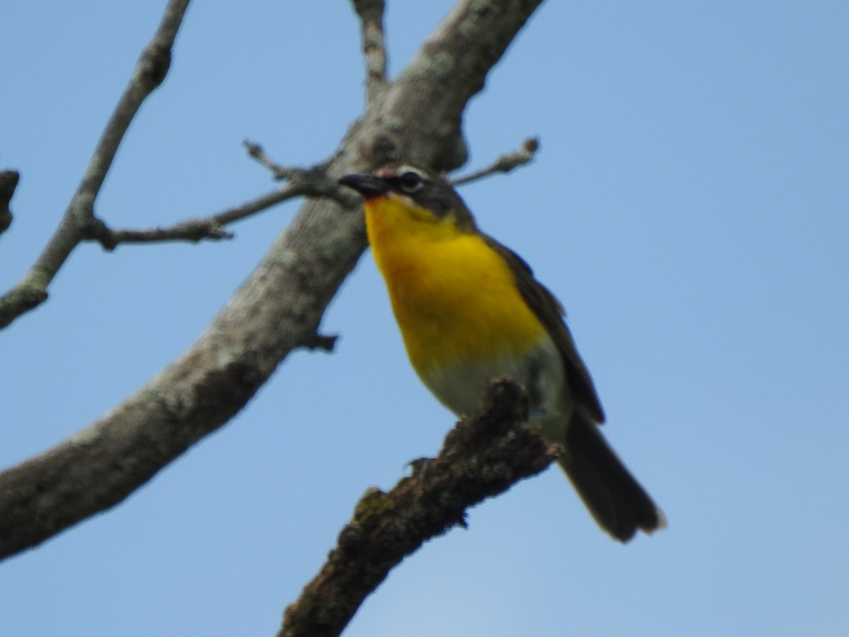 Yellow-breasted Chat - ML467137251