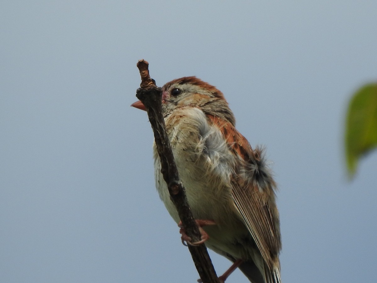 Field Sparrow - ML467137341