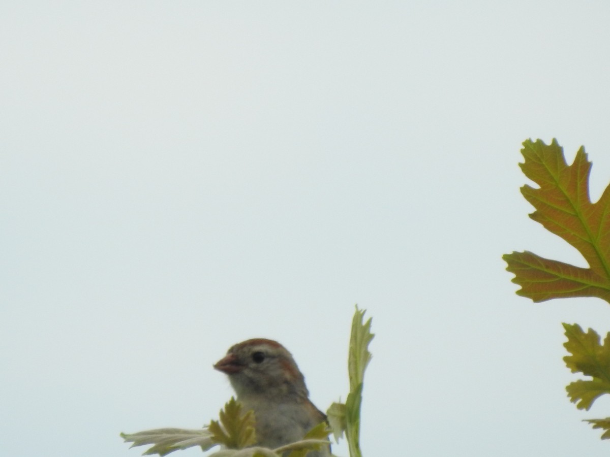 Field Sparrow - ML467137351