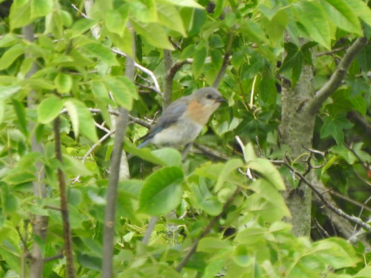 Eastern Bluebird - ML467137591