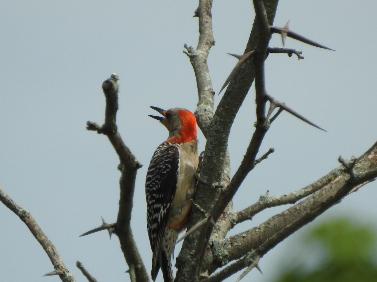 Red-bellied Woodpecker - ML467137861