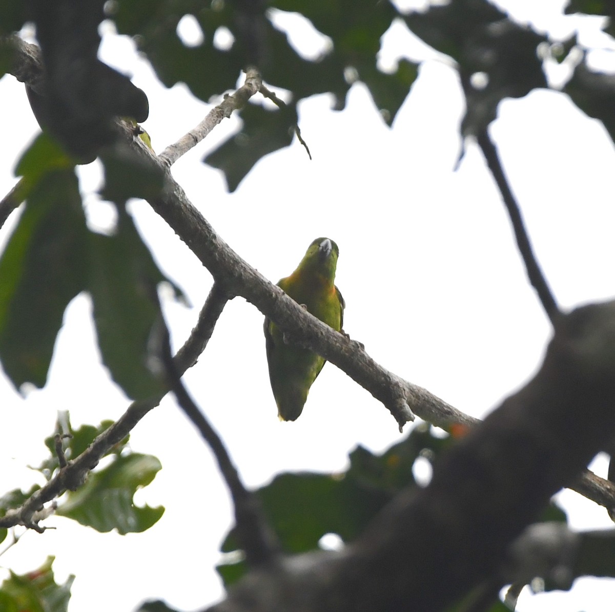 Black-collared Lovebird - ML467138201