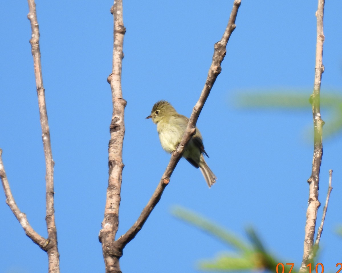 Yellow-bellied Flycatcher - ML467138821