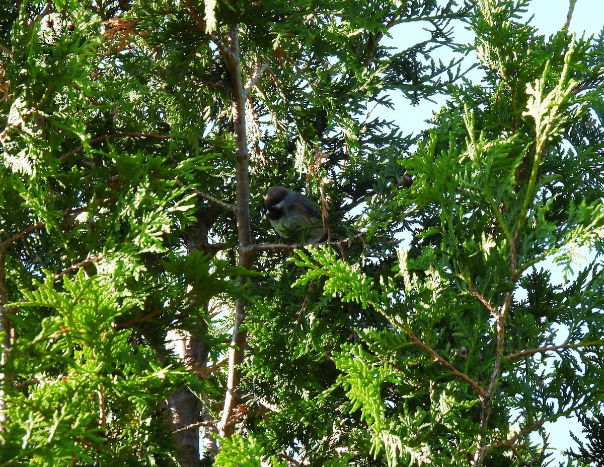 Boreal Chickadee - ML467139021