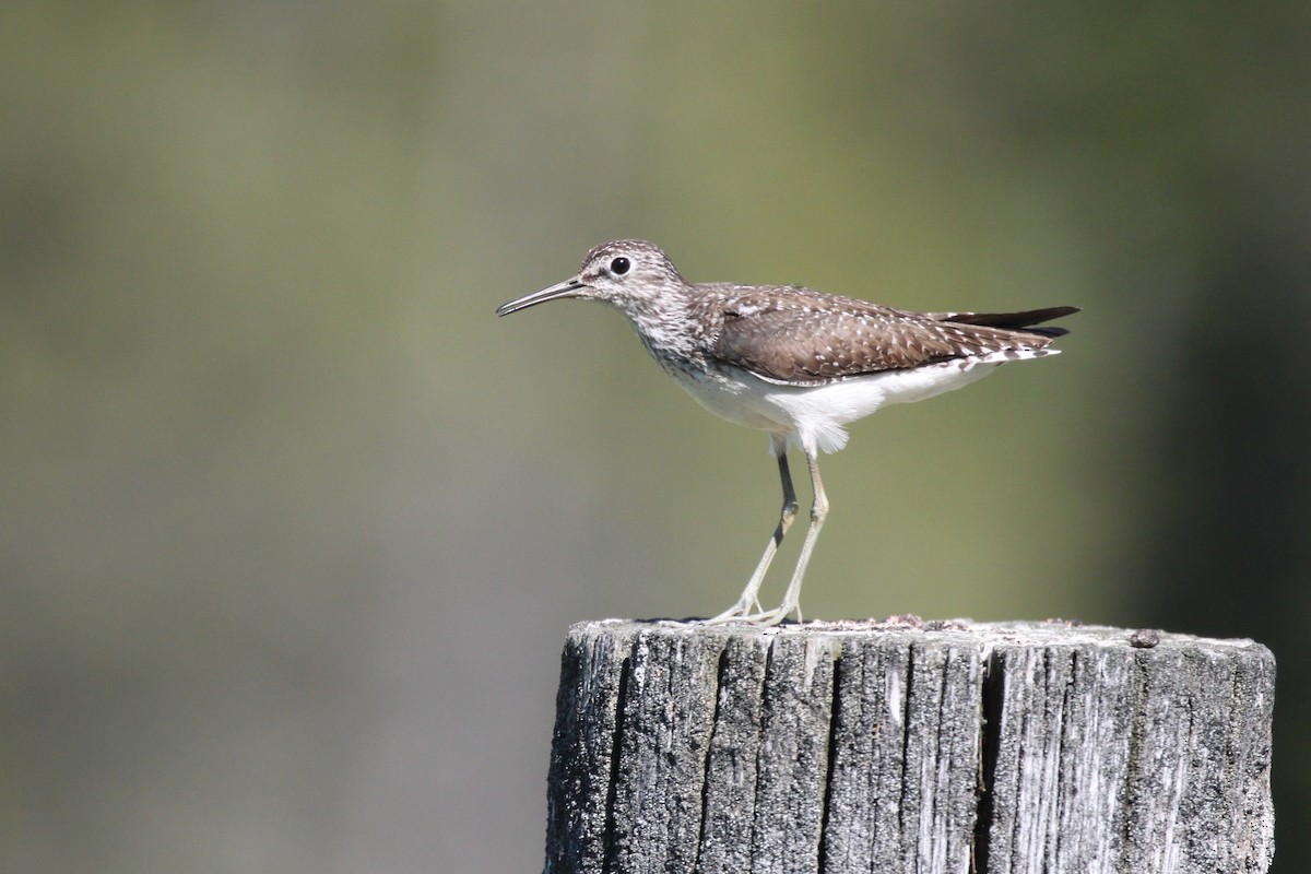 Solitary Sandpiper - ML467139201