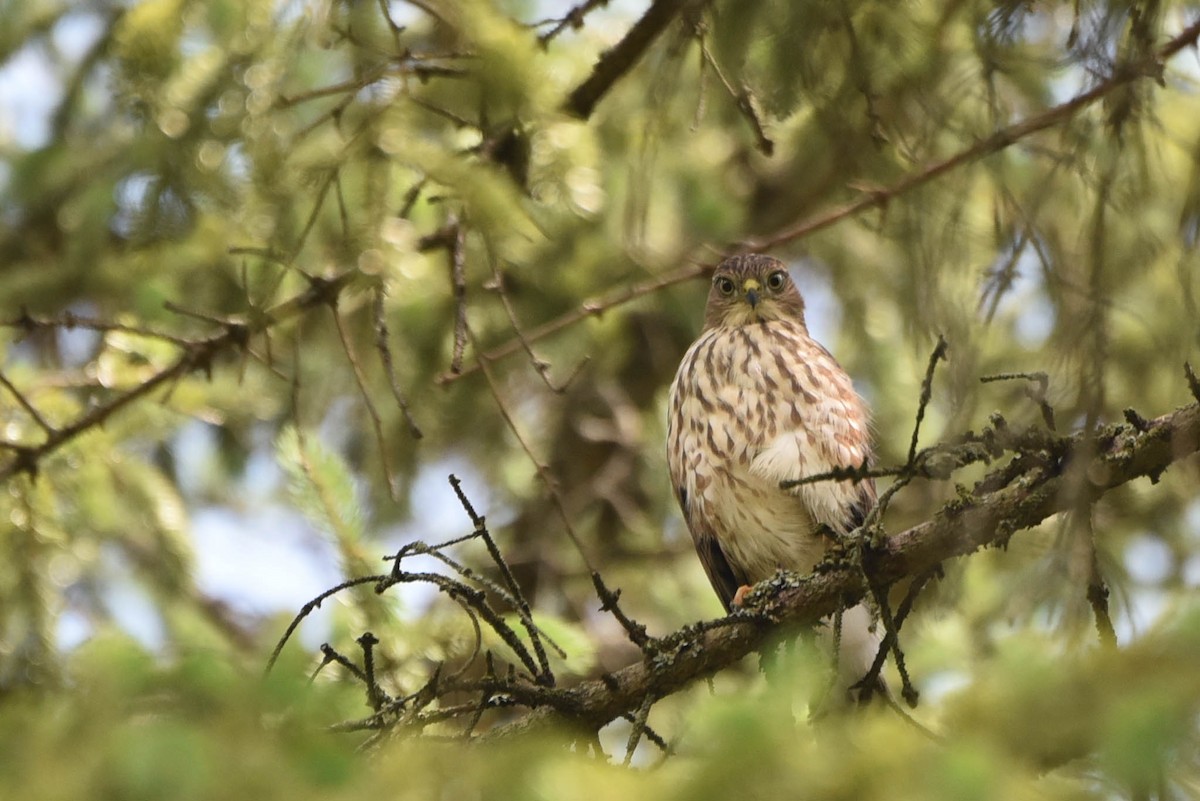 Sharp-shinned Hawk - ML467139411