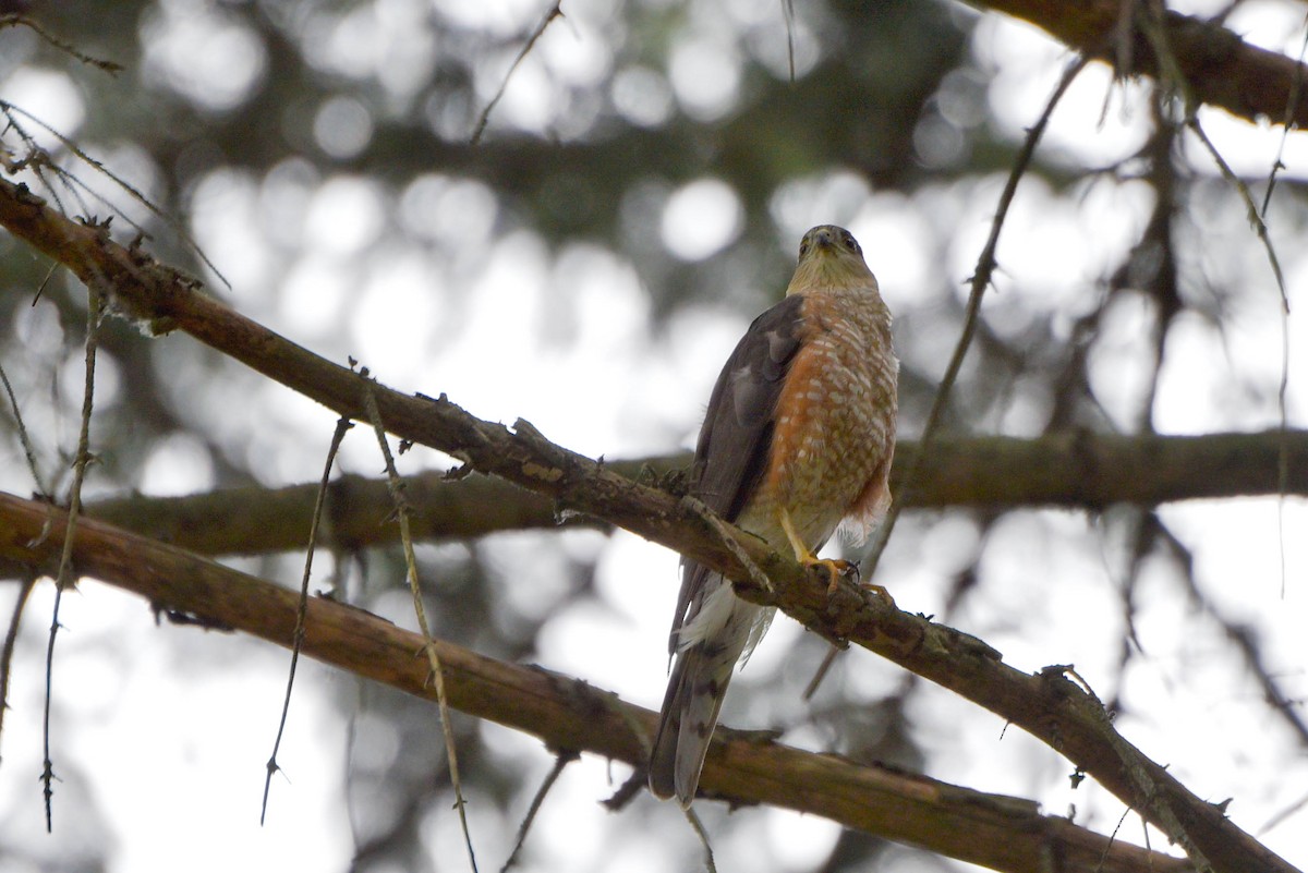 Sharp-shinned Hawk - ML467139451