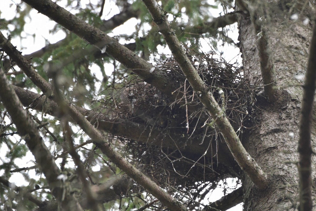 Sharp-shinned Hawk - Andrea Heine