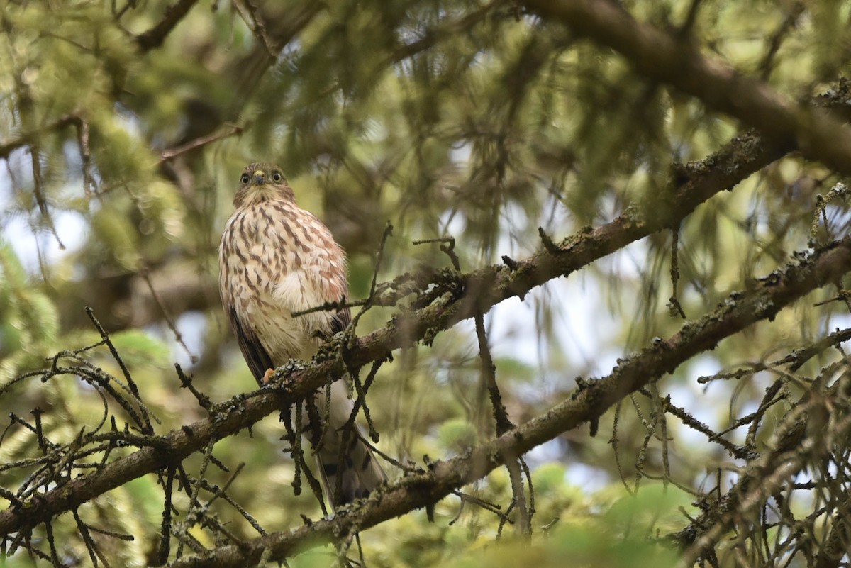 Sharp-shinned Hawk - Andrea Heine