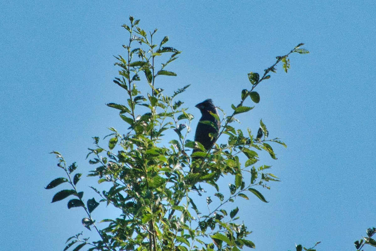 Blue Grosbeak - ML467140391