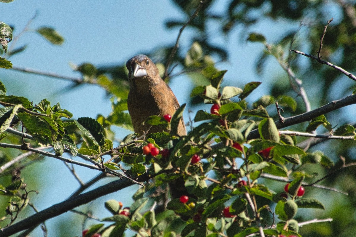 Blue Grosbeak - ML467140401