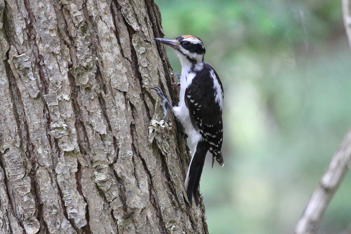 Hairy Woodpecker (Rocky Mts.) - ML467140411