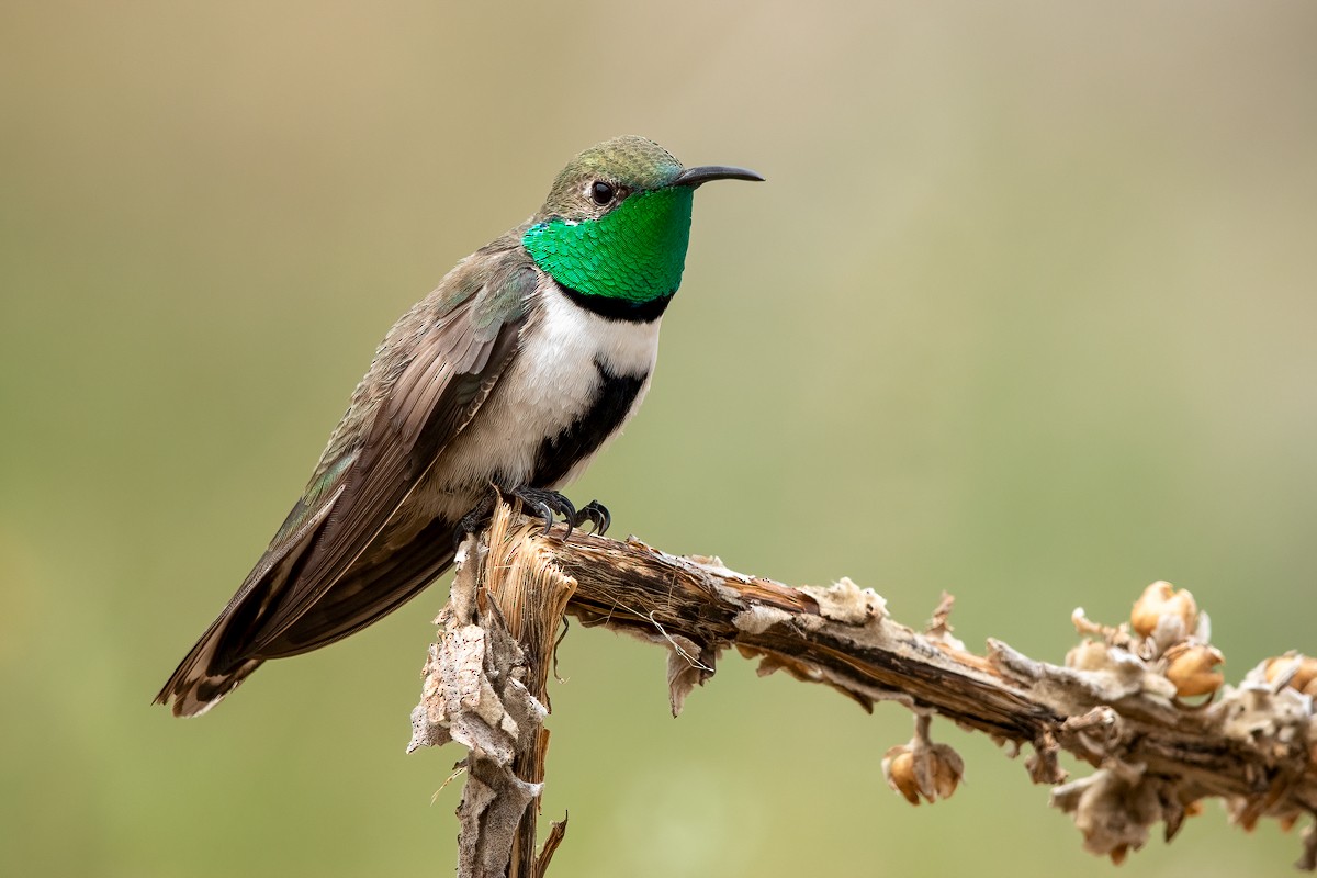 White-sided Hillstar - Sergio Bitran