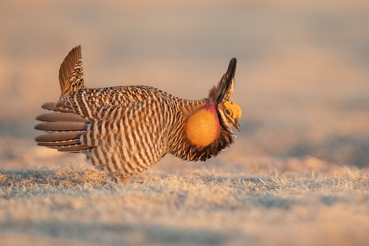 Greater Prairie-Chicken - ML467141741