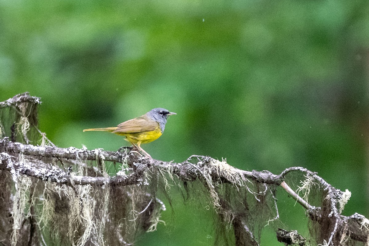 kjerrparula - ML467141831