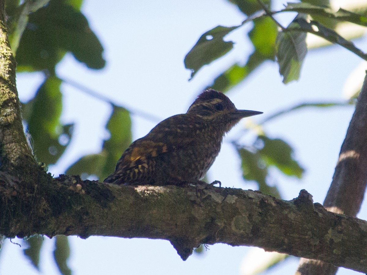 White-spotted Woodpecker - ML467141861