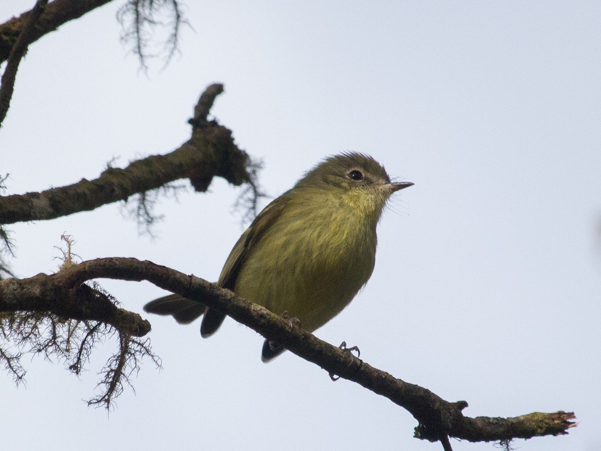 Mottle-cheeked Tyrannulet - ML467141951