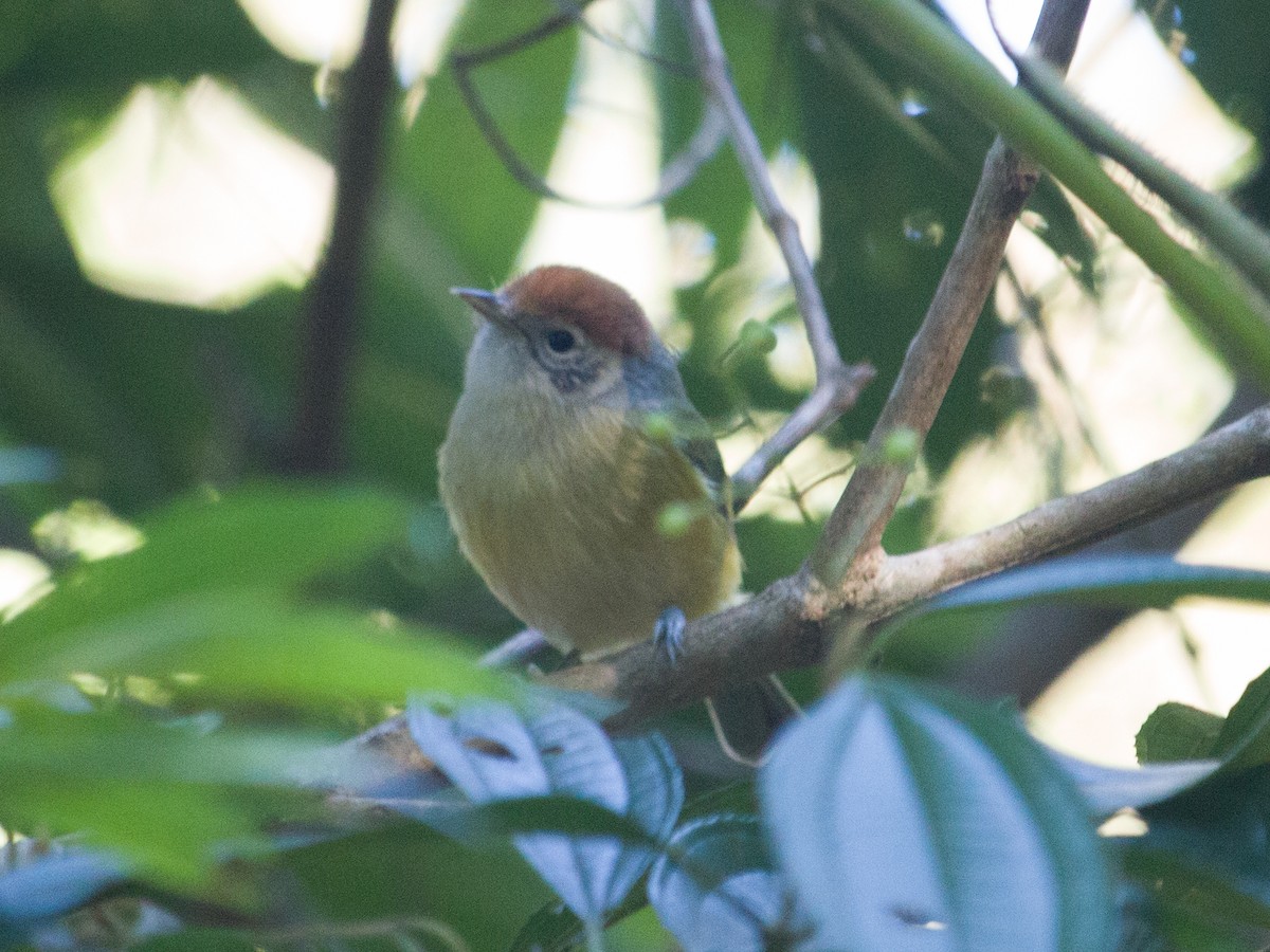 Rufous-crowned Greenlet - ML467142011