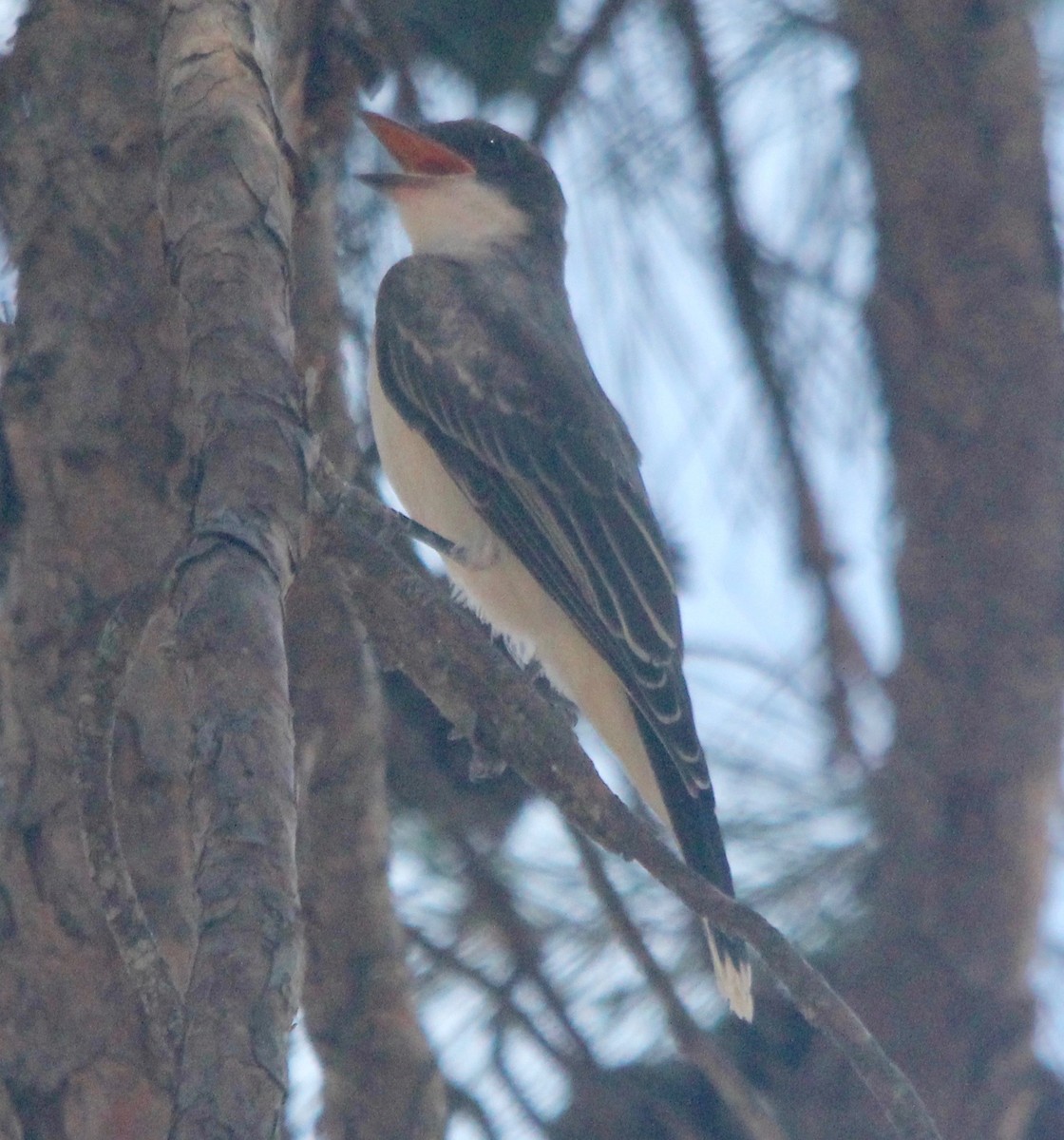 Eastern Kingbird - ML467142631