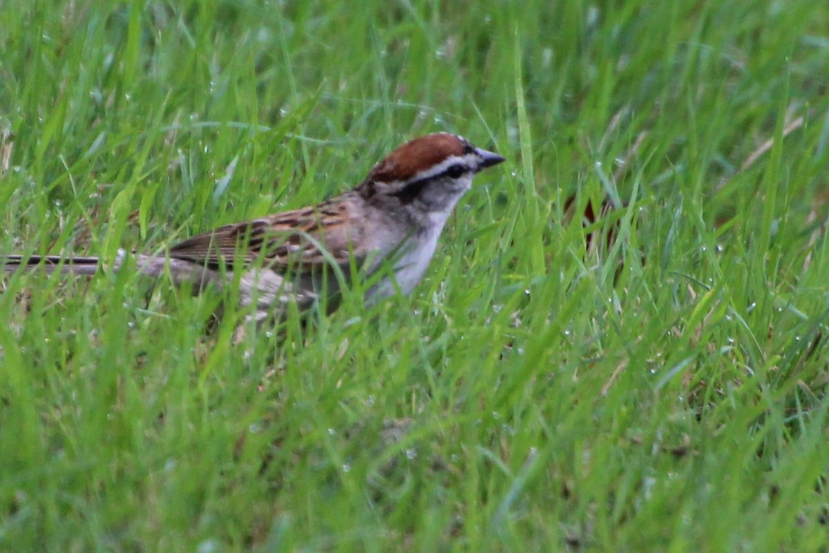 Chipping Sparrow - ML467143691