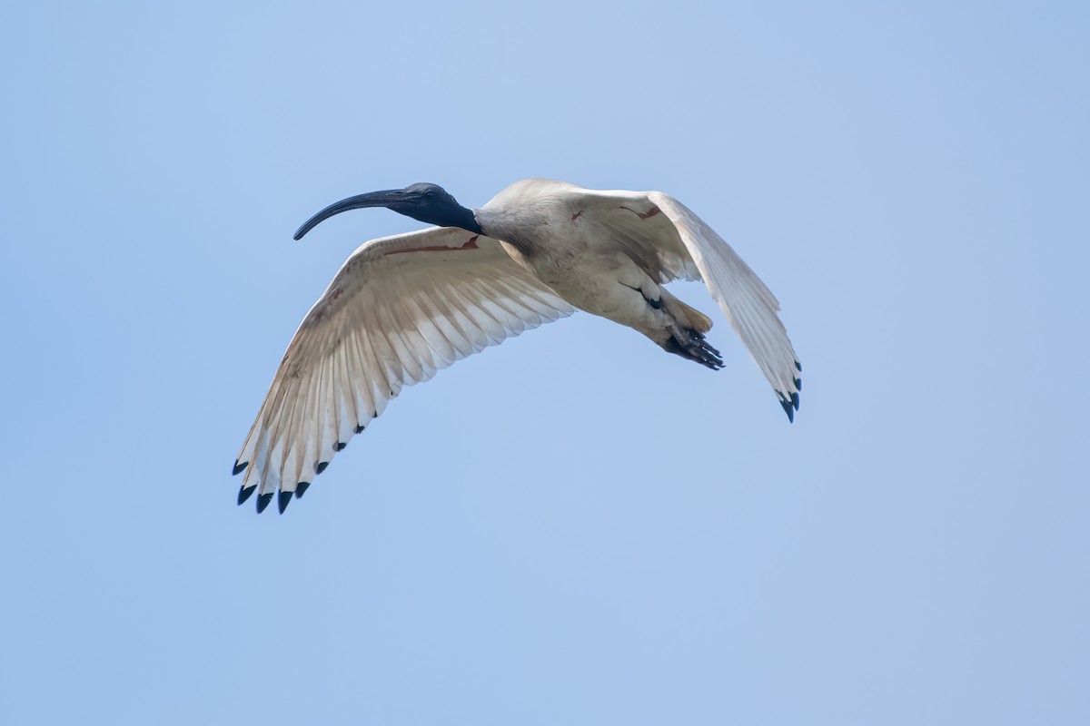 ibis australský - ML467145851