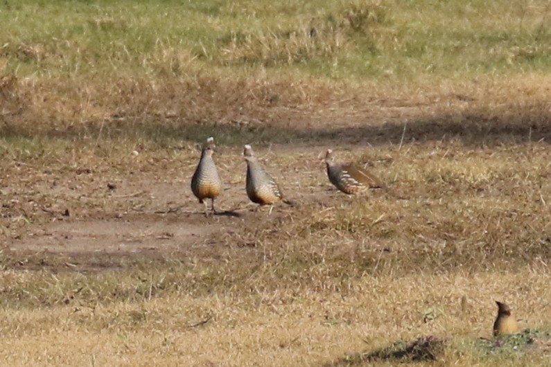 Scaled Quail - Dan Jones