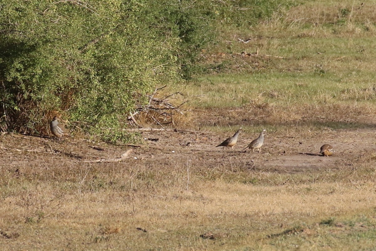 Scaled Quail - ML46714671