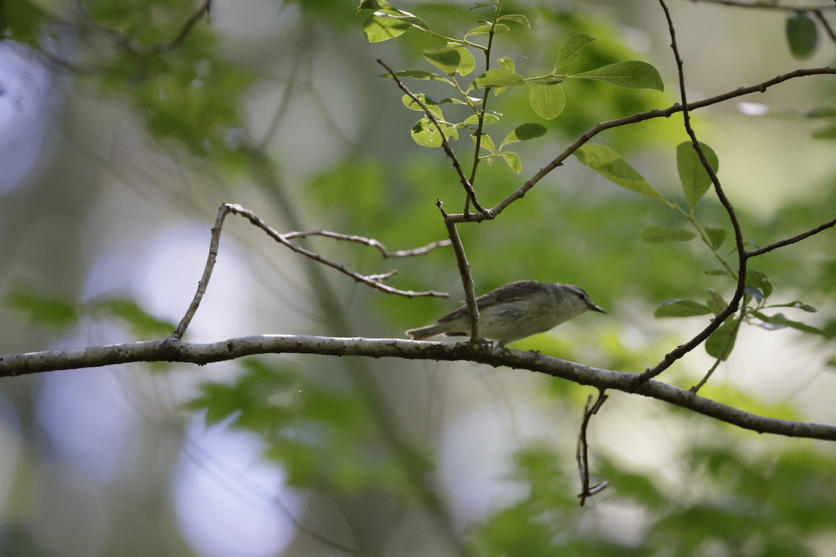 Tennessee Warbler - ML467146961