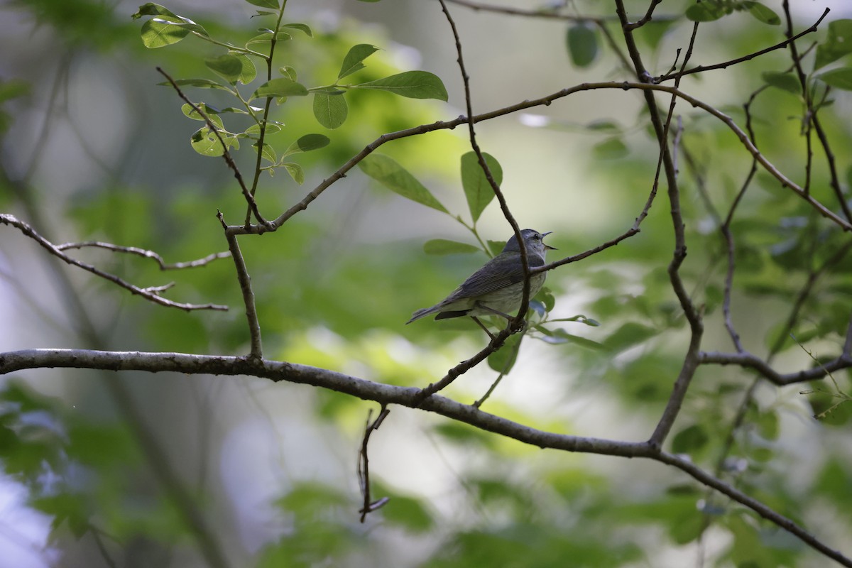 Tennessee Warbler - Jim Hostick