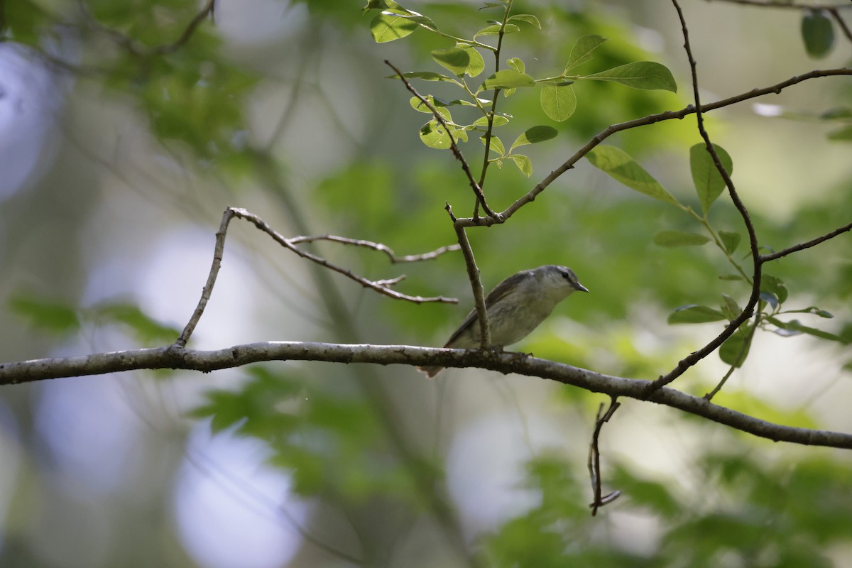 Tennessee Warbler - Jim Hostick